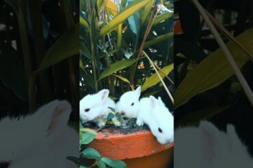 The white rabbit asmr  || cute bunny || cute rabbit video || rabbit eating asmr