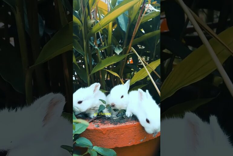 The white rabbit asmr  || cute bunny || cute rabbit video || rabbit eating asmr