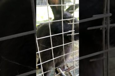 kinds of rabbits / poke em cute rabbit