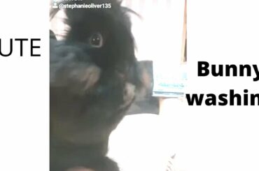 cute bunny washes his face #cutebunnies