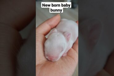 A NEW BORN BABY BUNNY | CUTE ANIMALS