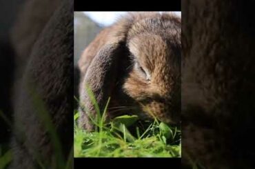 Cute Rabbit