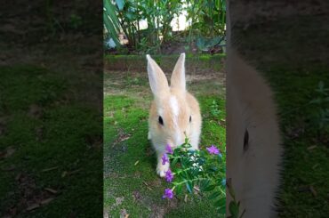 Cute bunny eating #Shorts