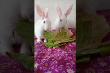 My cute rabbit not eat