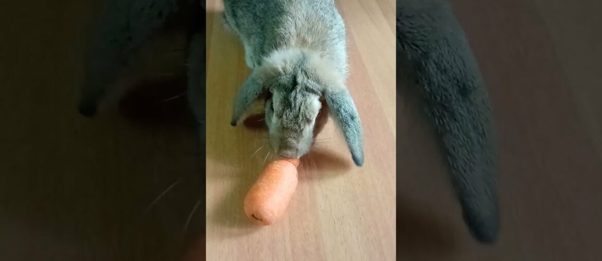 Cute rabbit eating carrot #shorts #youtubeshorts #rabbits #candyhome # Cute rabbit eating carrot #shorts #youtubeshorts #rabbits #candyhome #