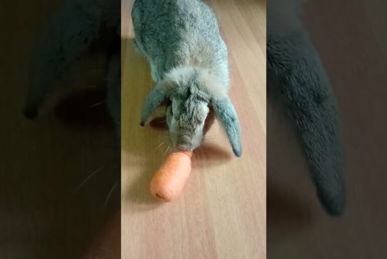 Cute rabbit eating carrot #shorts #youtubeshorts #rabbits #candyhome #