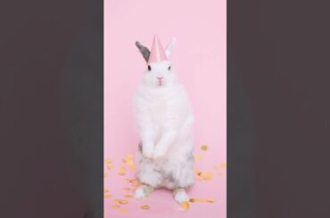 Cute rabbit squid games #sqidgame #squidgame #bunny #shorts #rabbits #squidgamenetflix