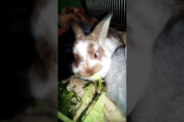 Cute Rabbit Bunny Love Eating Cabbage, Cutest Animals, Baby Bunnies, #shorts  #bunny