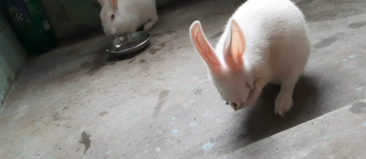 Cute rabbit cleans his face