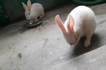 Cute rabbit cleans his face