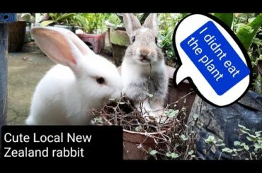 Cute rabbit playing at the garden / Rabbit no. 3