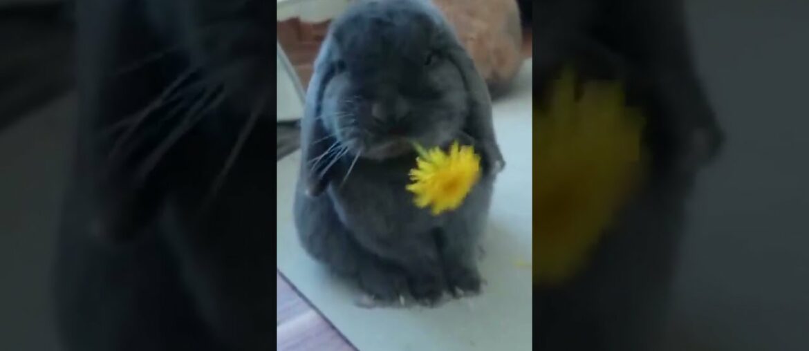 CUTE ANIMALS CLUB, Cute Rabbit Eating Sun Flower, || #shorts