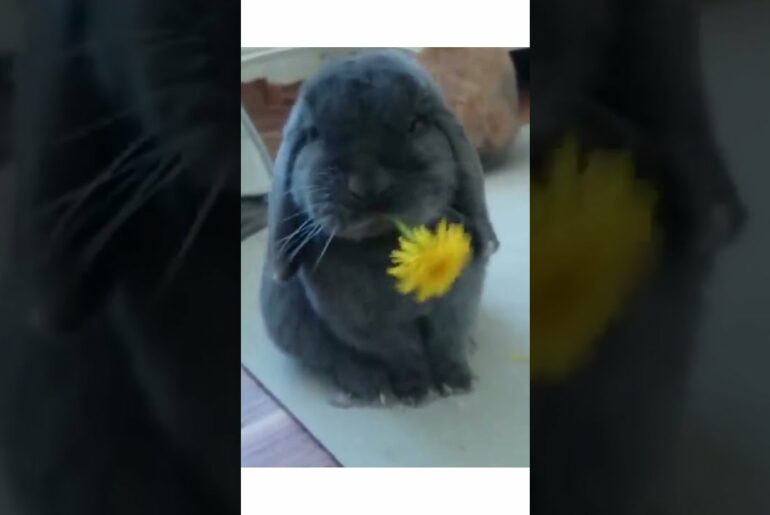 CUTE ANIMALS CLUB, Cute Rabbit Eating Sun Flower, || #shorts