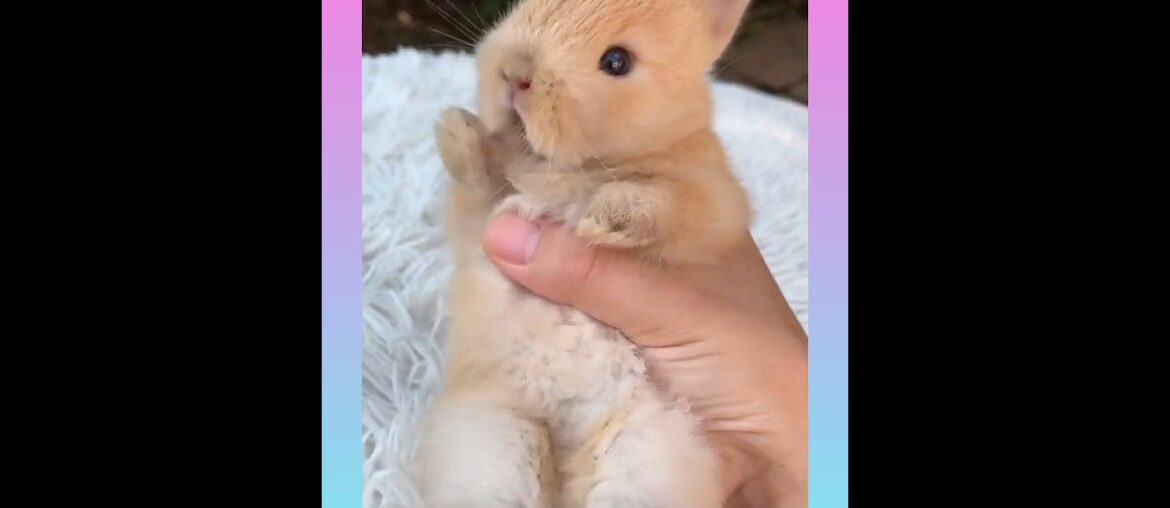 Cute Rabbit Video Compilation #Shorts | Cute Animals