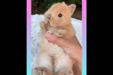 Cute Rabbit Video Compilation #Shorts | Cute Animals