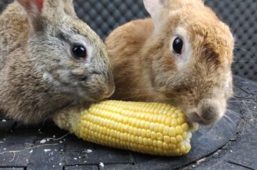 cute bunny eating corn with her mother - funny rabbits ASMR