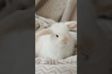 Cute rabbit #shorts