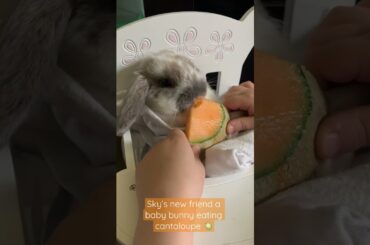Too cute!!! Baby bunny eating cantaloupe! Sky’s new friend!