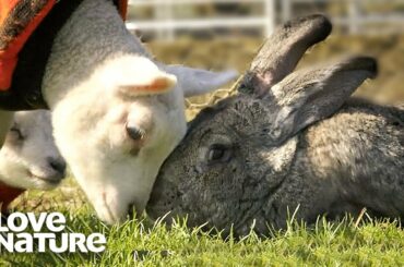 Giant 50lb Rabbit is Rejected and Befriends Baby Lambs | Oddest Animal Friendships