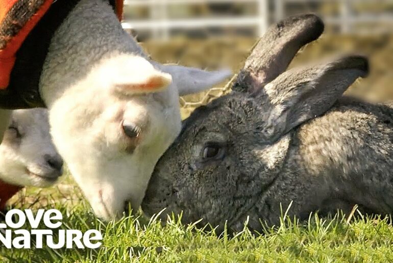 Giant 50lb Rabbit is Rejected and Befriends Baby Lambs | Oddest Animal Friendships