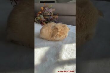 Cute Baby Rabbit | Baby Rabbits | Rabbits