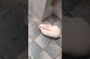 CUTE RABBIT SHORT