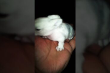 So Tiny Cute Baby Bunny Shorts Video! Cutest Baby Animals,  #pet  #rabbit  #bunny @Animals Kingdom