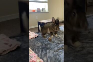 Cute Bunny Morning Activity #shorts