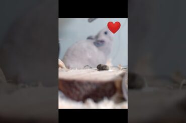 Cute Rabbit Playing #shorts