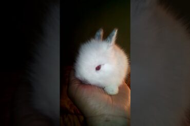Awesome Cutest Rabbit Baby Bunny Shorts Video! Cute Baby Animals Video, #bunny  @Animals Kingdom