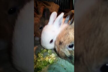 Amazing Video, Supper Cuts Baby Bunnies Eating Time, Cute Baby Animals, #bunny  @Animals Kingdom