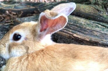 Baby rabbit laying down to rest is super cute!