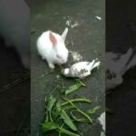 funny cute baby rabbit short video