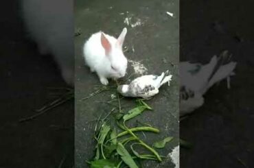 funny cute baby rabbit short video