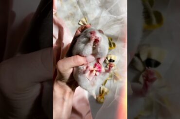 Wow so cute rabbit baby animals video funny compilation