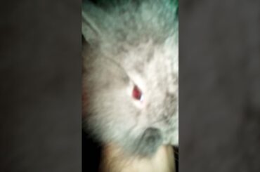 Supper Cute Rabbit Bunny is So Softer, Cutest Animals Video, Best Pet, #bunny  @Animals Kingdom