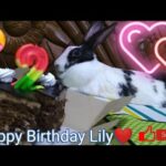 BIRTHDAY CELEBRATION OF LILY THE CUTE BUNNY #birthday #celebration #bunny