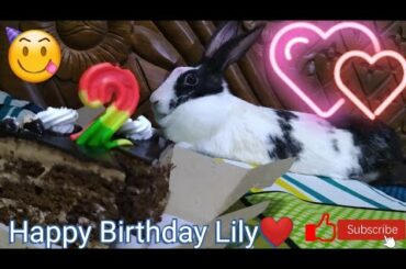 BIRTHDAY CELEBRATION OF LILY THE CUTE BUNNY #birthday #celebration #bunny