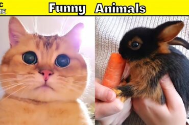 Cat's Big Eyes, Cute Baby Rabbit |Cute Animals | #shorts