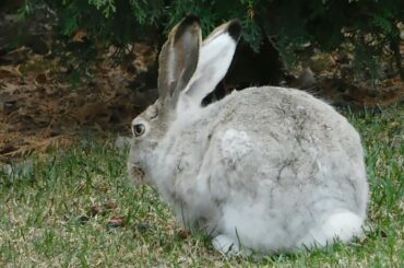 Cute! Baby rabbit's video compilation cute moment of the 2021 animal/