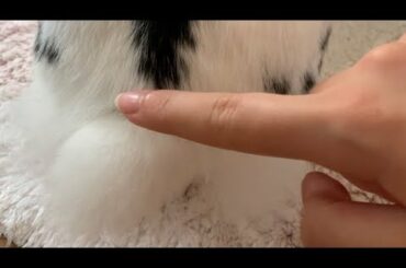 What happens when I touch my bunny’s fluffy tail?! | Lily Bobtail