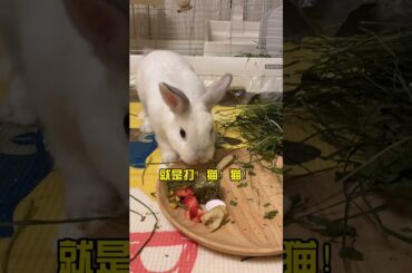 Imposter Cute Rabbit  Cute Rabbit #00168 18