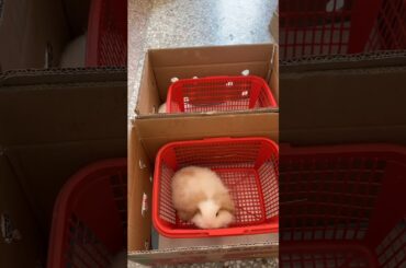 Imposter Cute Rabbit  Cute Rabbit #00168 7