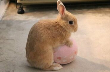 Cute Baby Rabbits Playing | Cute Baby Rabbit Always Happy | Cute Baby Rabbits Compilation 2021