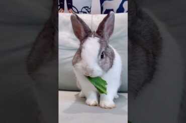 Funny scene of hamster hamster taking a bath # Cute Rabbit# 5