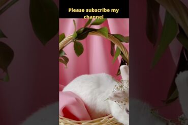 09 cute rabbit!cute rabbit nd dog videos!cute rabbit baby #shorts  cute rabbit funny videos, #shorts