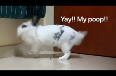 Lily being a adorable chaotic bunny for 49 seconds straight