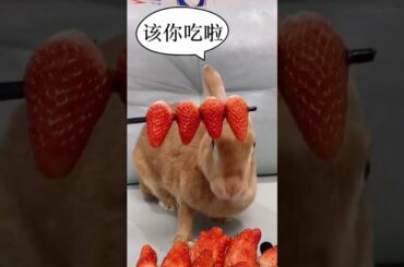 cute Rabbit rat strawberry