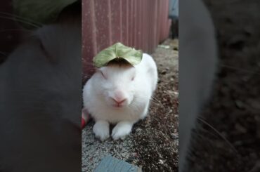 Cute Rabbit wearing leaf as his hat | #Shorts