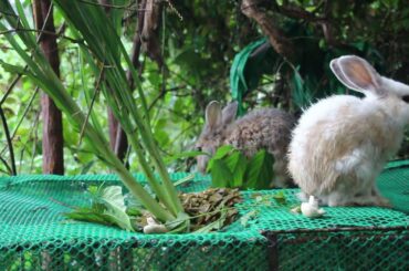 Cute Bunny Eating Sweet Grass